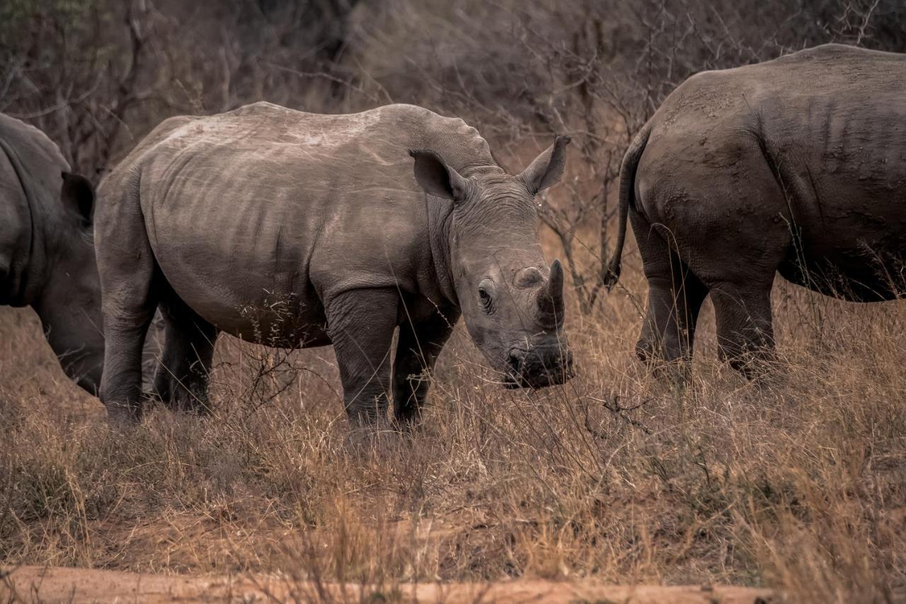 Tshukudu Game Lodge Hoedspruit Luaran gambar