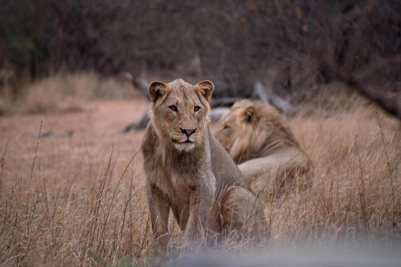 Tshukudu Game Lodge Hoedspruit Luaran gambar